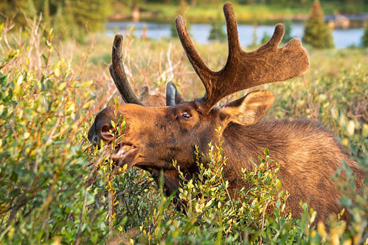Los grandes herbívoros comían los brotes de los álamos