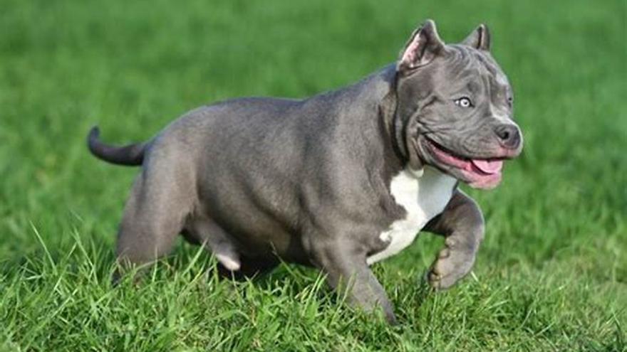 La multa que tiene que pagar por la mordedura de su perro en Canarias
