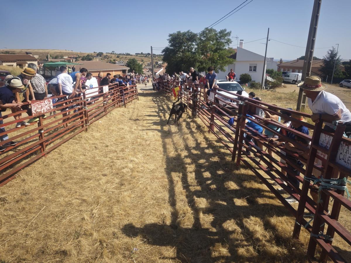 Unos toros "reservones" y unas vacas "muy bravas" ponen el broche a las fiestas de El Maderal Unos toros "reservones" y unas vacas "muy bravas" ponen el broche a las fiestas de El Maderal