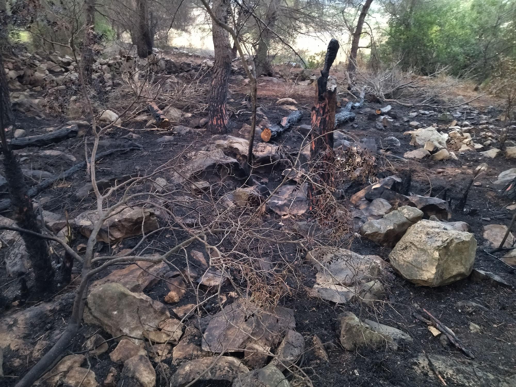 La lluvia refresca el bosque calcinado por el enésimo incendio en el Montgó