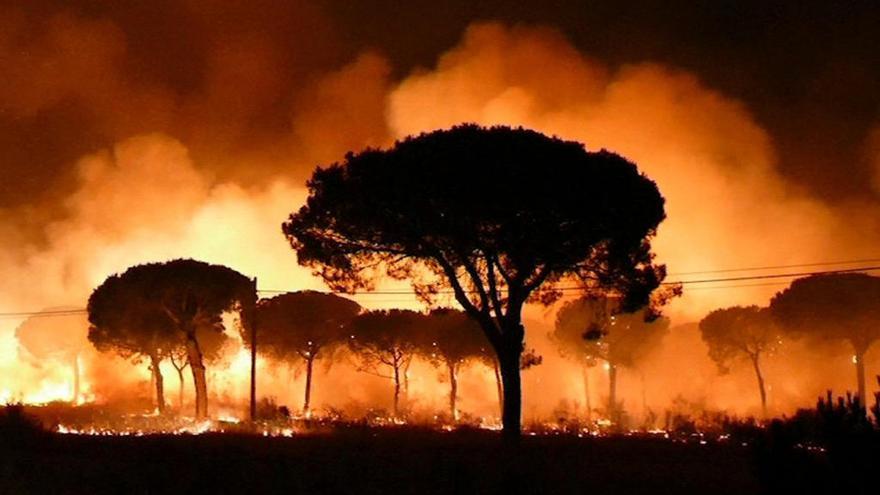 La vida se ha visto arrasada por el fuego que ha afectado al Parque Natural de Doñana.