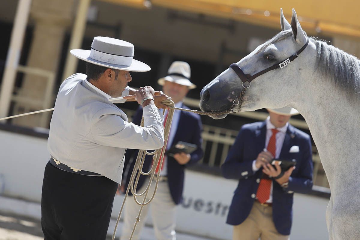 Concurso morfológico en Cabalcor