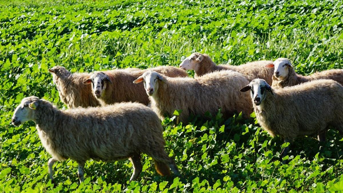 Ovejas en una explotación de las islas en una imagen cedida por el Govern.