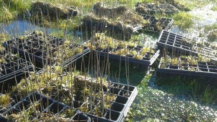 Bandejas de ejemplares de fresno amontonadas en la zona. // SOS Groba