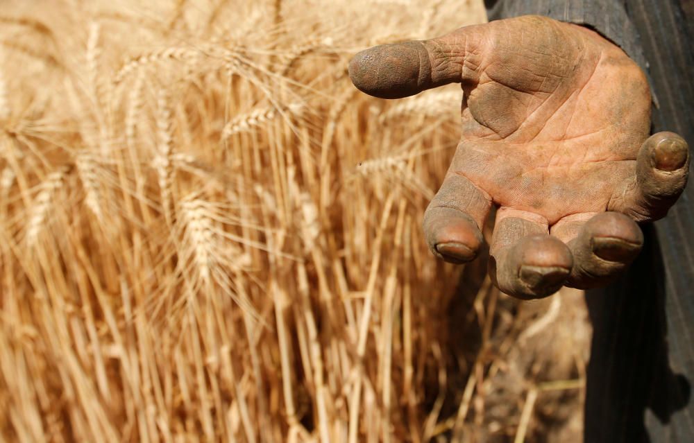 A farmer shows his hand as he harvests wheat on ...