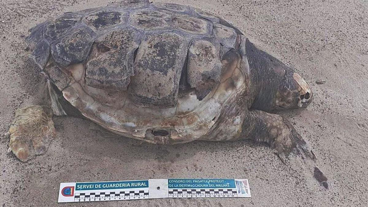 Hallan dos tortugas bobas muertas en el río Mijares | CONSORCIO DESEM. MIJARES