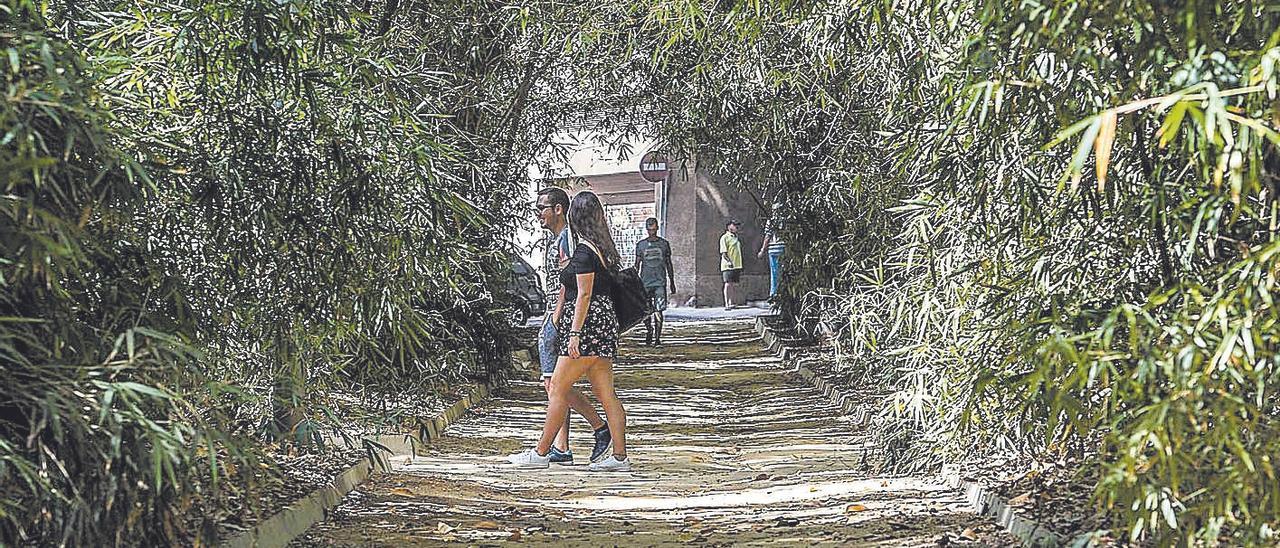 Parque García Sanabria, en Santa Cruz de Tenerife.