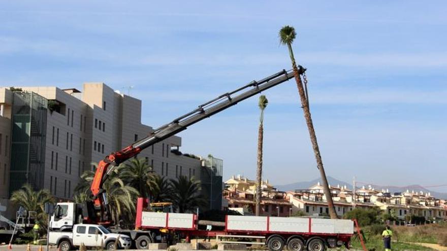 Imagen de las labores de traslado y plantación de las palmeras en Cancelada.