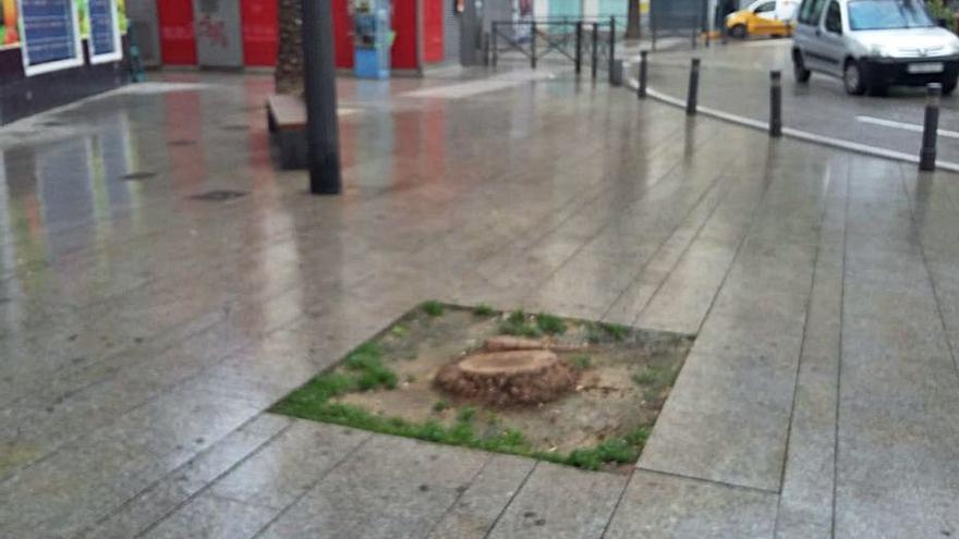 Gandia repone 250 árboles en alcorques que quedaron vacíos