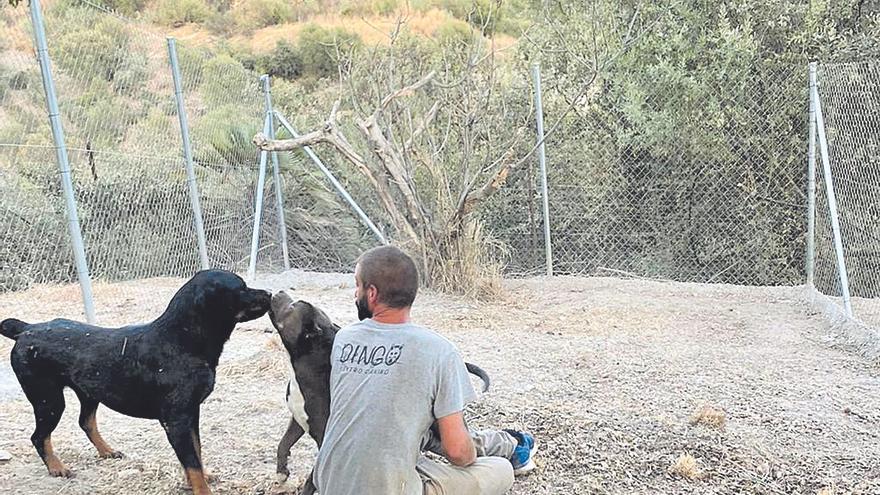 Niñeros de perros en Córdoba: los mejores amigos de nuestros canes