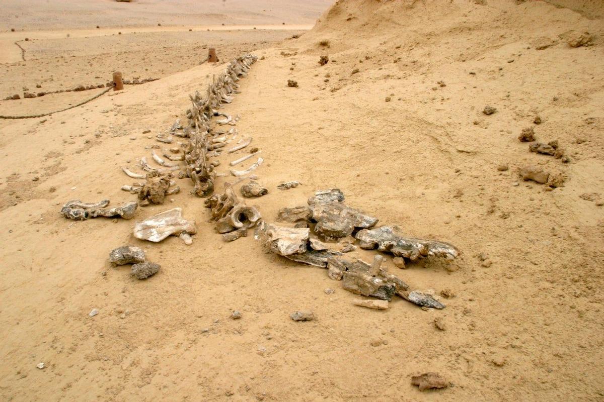 Valle de las Ballenas Egipto Zeuglodon in Wadi-Al-Hitan