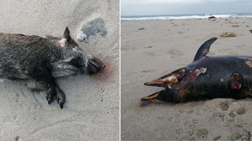 El cadáver de un jabalí, en la playa de Valcovo (Arteixo) junto a un delfín varado en el mismo arenal.