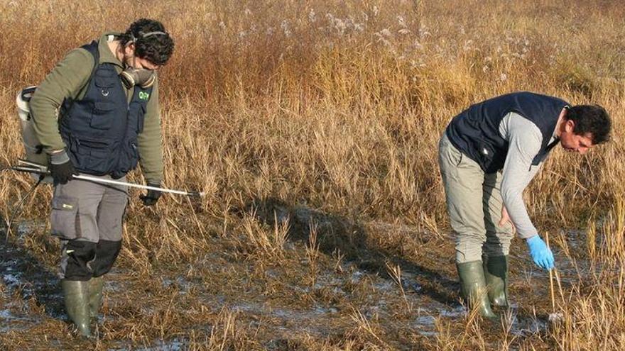 Almassora fumiga contra los mosquitos tras la subida de las temperaturas