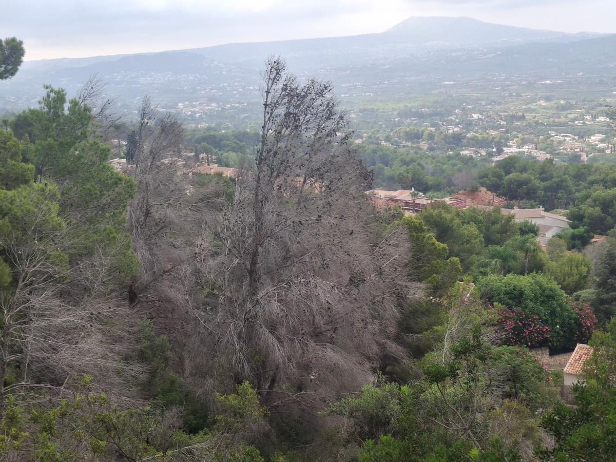 El bochorno abraza el Montgó: la ladera de Xàbia llegó el martes a 40º (imágenes)