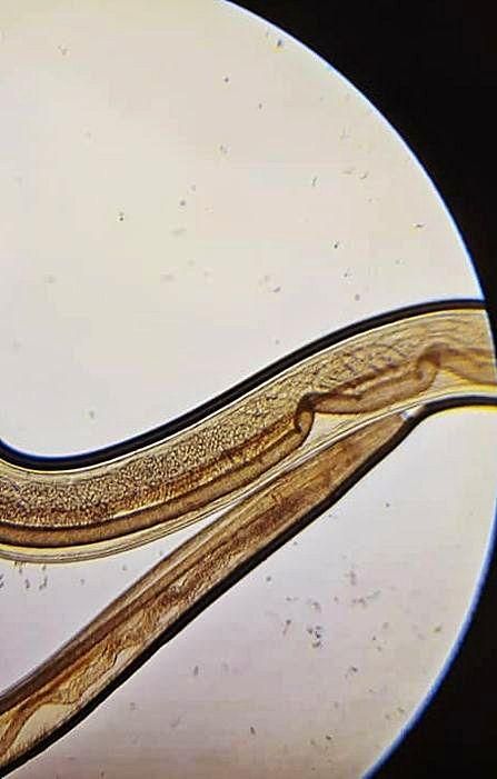 El cuc Thelazia callipaeda