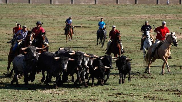 Los caballistas dirigen la manada hacia la línea de espante en el prado de La Reguera. | Emilio Fraile