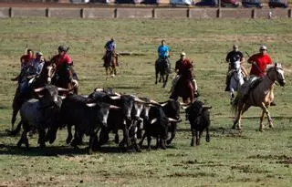 Vuelve la tradición taurina al prado de La Reguera en Fuentesaúco