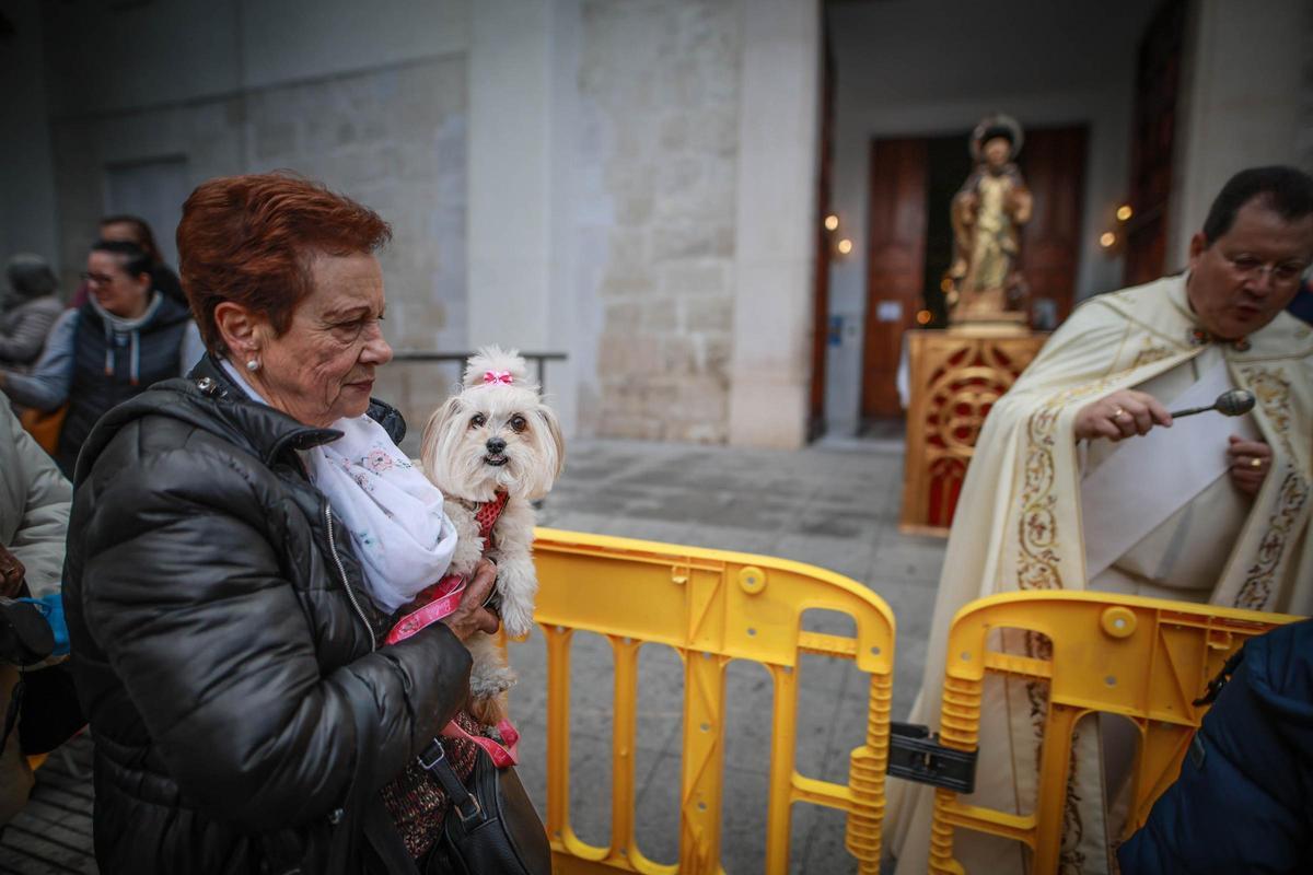Las mejores imágenes de la bendición de animales de San Antón en Amoradí 2026 están aquí
