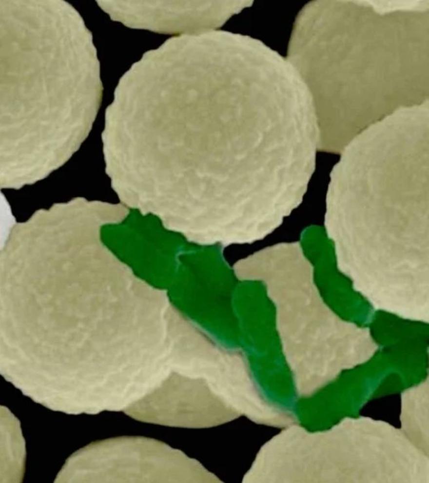 Un enjambre de microrobots puede &quot;cazar&quot; bacterias que contaminan el agua