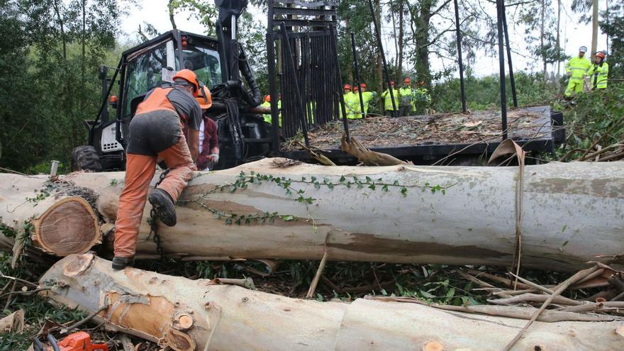 El estirón del sector forestal en Galicia