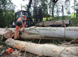 El estirón del sector forestal en Galicia