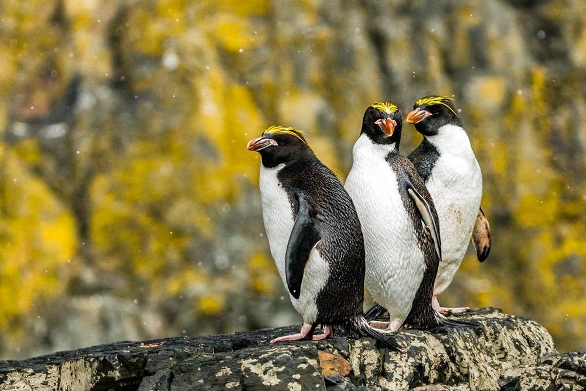 Pingüino macaroni, en islas subantárticas