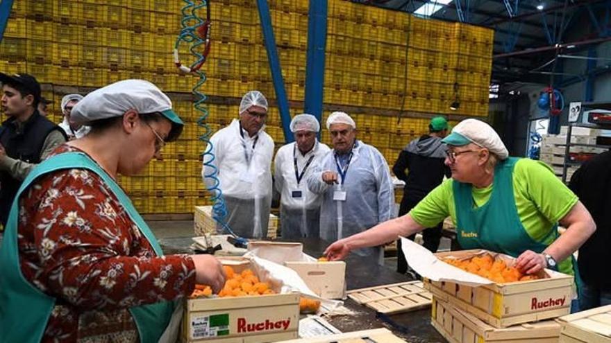 El 70% del níspero de Callosa d’en Sarrià se destina a la exportación y refuerza su presencia internacional