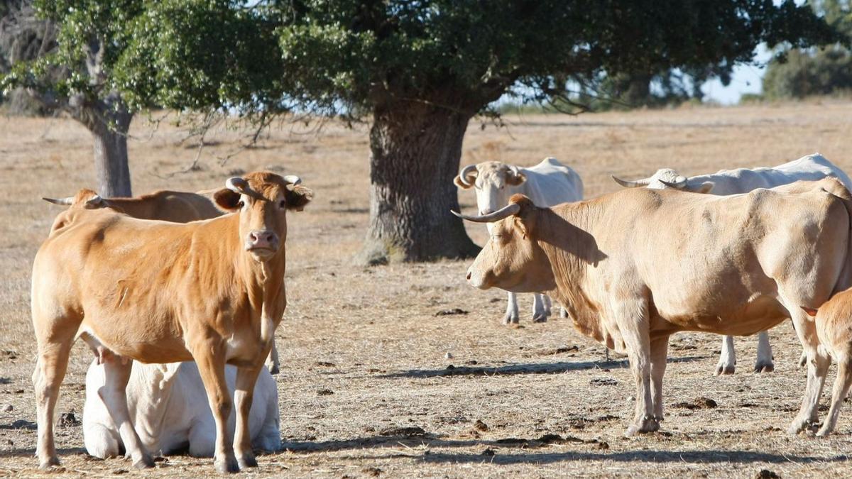 Vacas en una finca de la provincia de Zamora. | J. F.