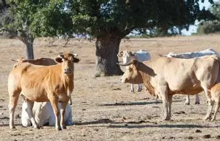 La crisis de la tuberculosis bovina en Salamanca pone en alerta a Zamora, a las puertas de ser declarada libre de la enfermedad