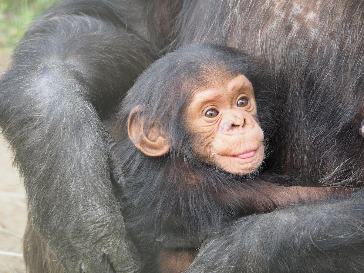 Una cría de chimpancé en el regazo de su madre