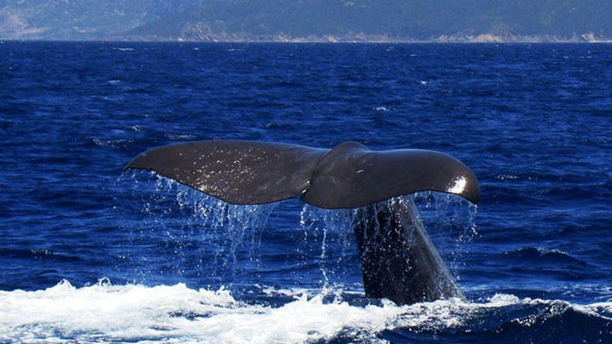 Los otros habitantes de la bahía