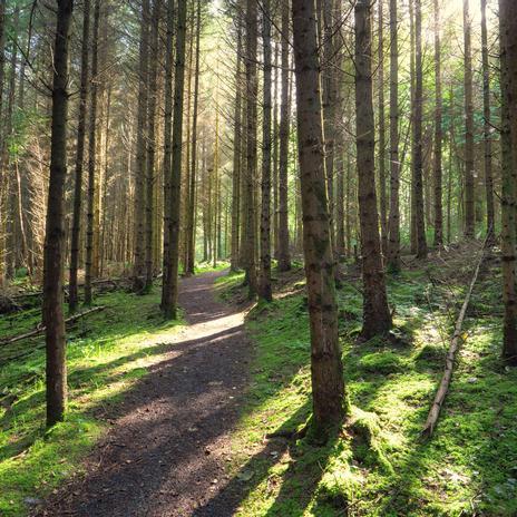 El bosque de laureles más grande de Europa está en Galicia: situado en una isla desconocida a 45 minutos de Vigo