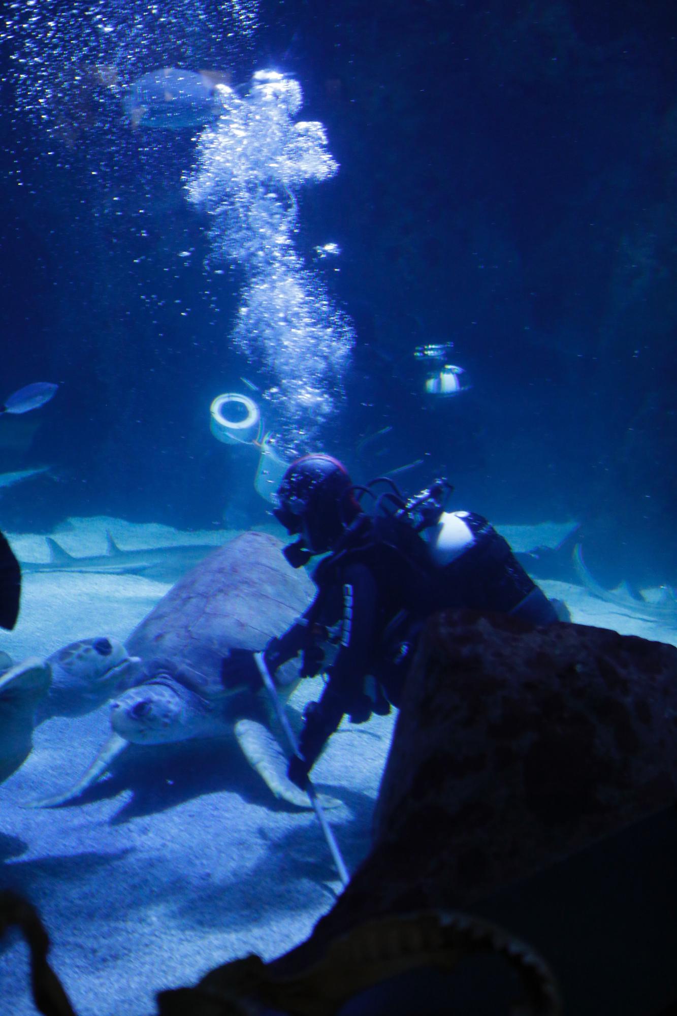 En imágenes: Así funciona por dentro del Acuario de Gijón