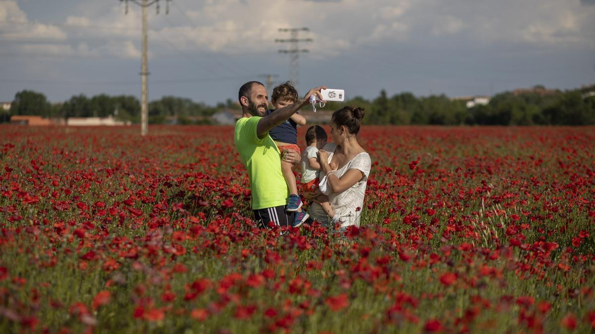 Una familia en un campo de las afueras de Zamora, lleno de amapolas.