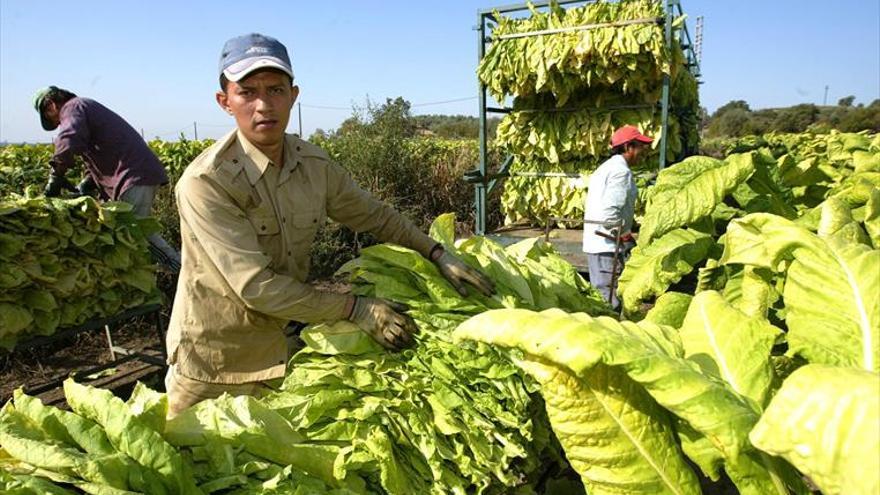 Cetarsa contrata esta cosecha 22.059 toneladas de tabaco