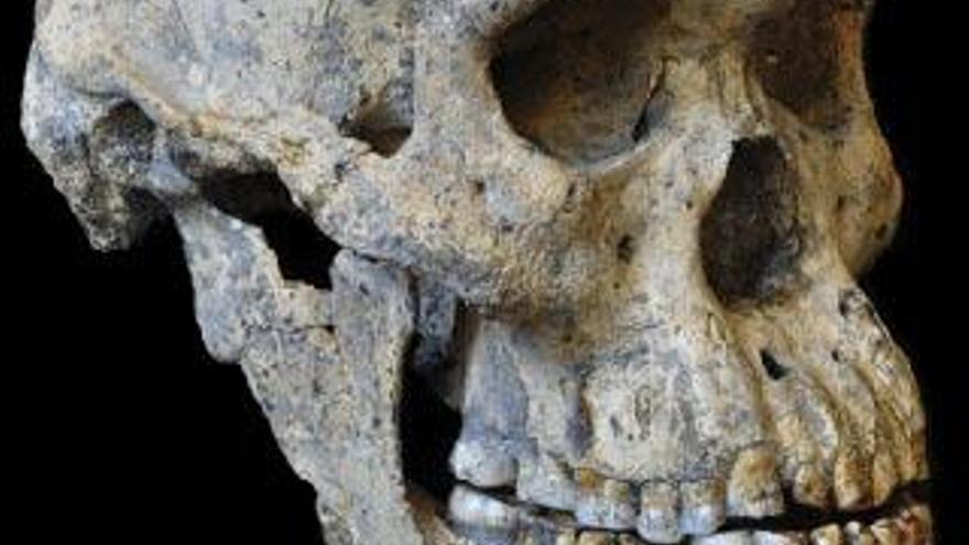 Un cráneo de 1,8 millones reabre el debate del origen del hombre