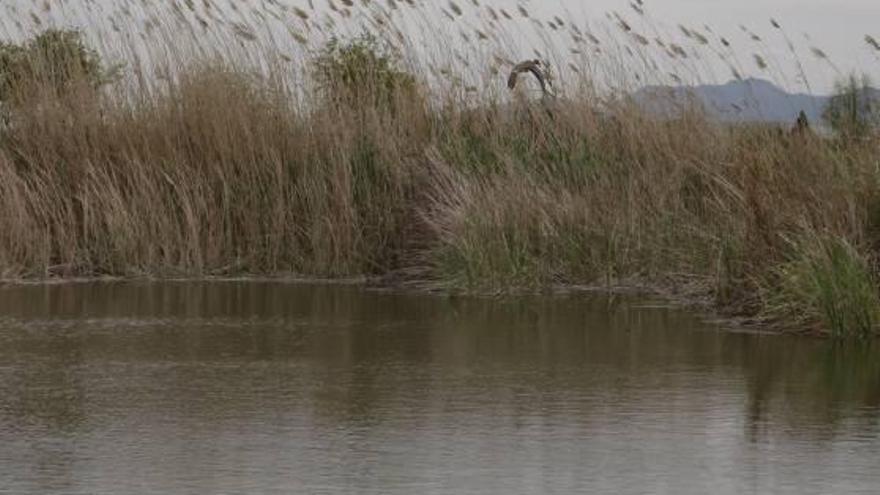 La caída de aportaciones del Xúquer degrada los «ullals» de l'Albufera