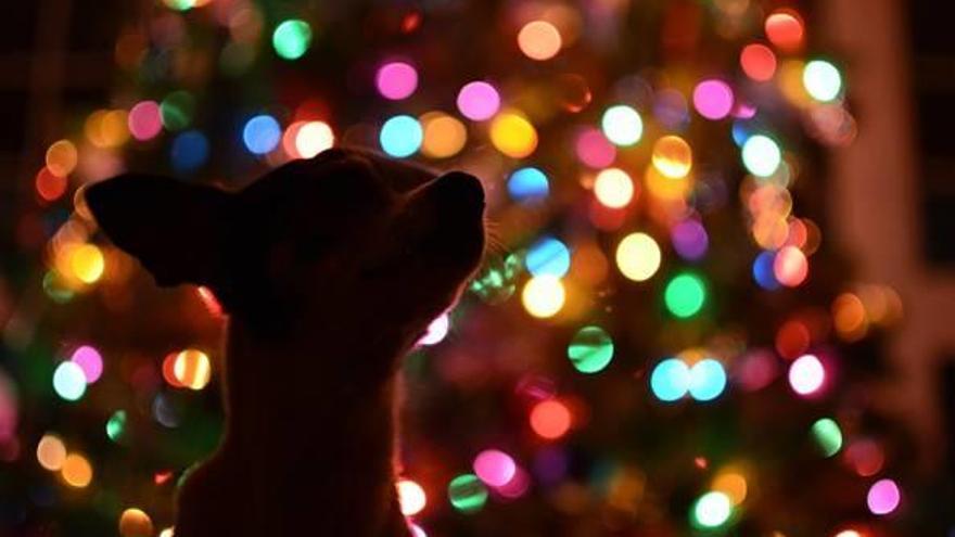 Mi perro se come el árbol de Navidad