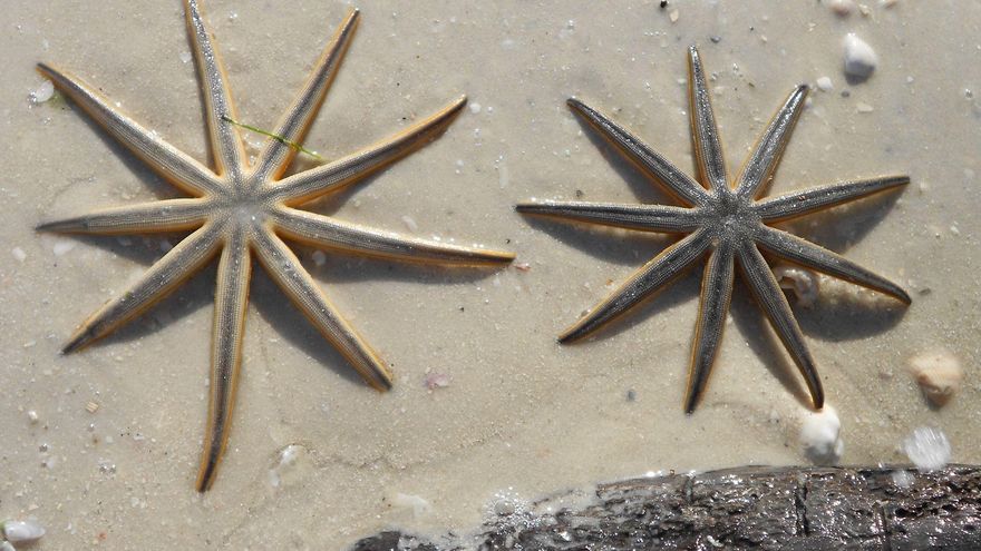 Las estrellas de mar, en peligro: una enfermedad las está matando en medio planeta