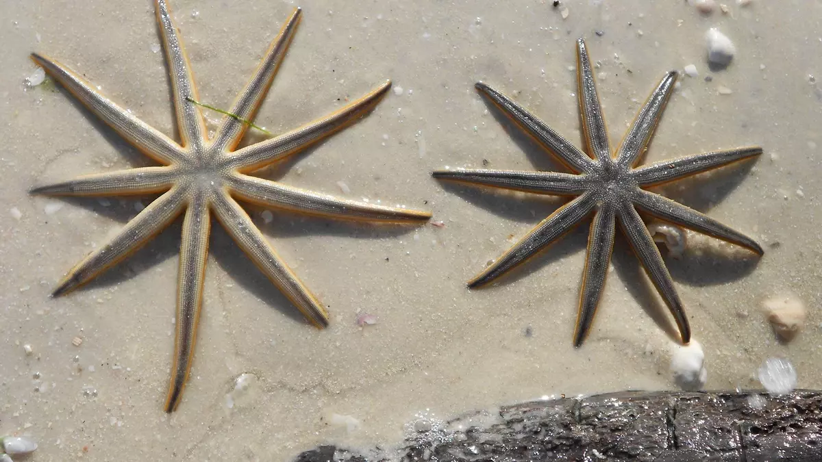 Las estrellas de mar, en peligro: una enfermedad las está matando en medio planeta