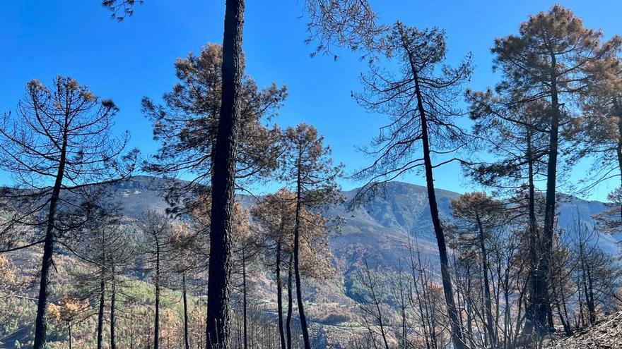 Árboles incendiados en Extremadura.