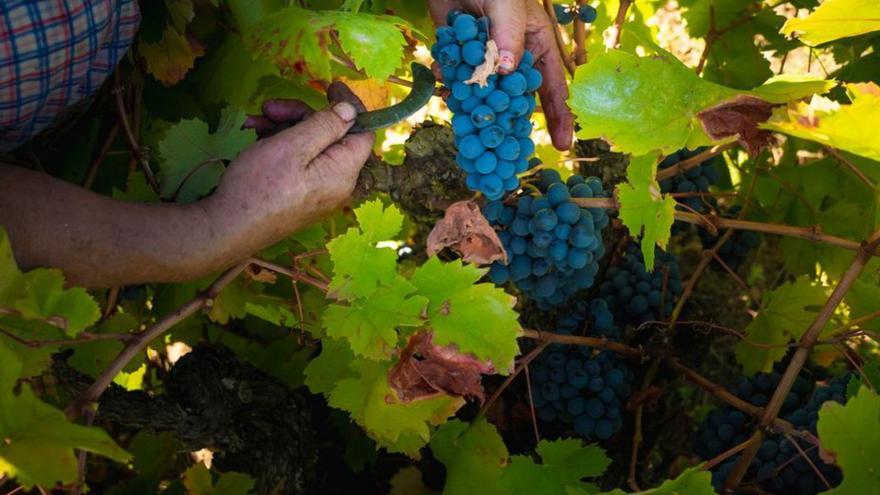 Un viticultor de Arribes recolecta los racimos de uva en un viñedo.