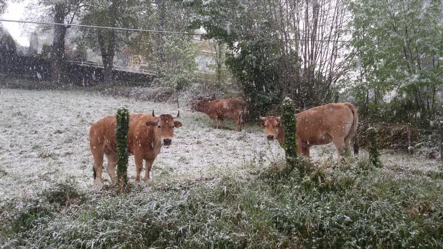 Nieve en Asturias