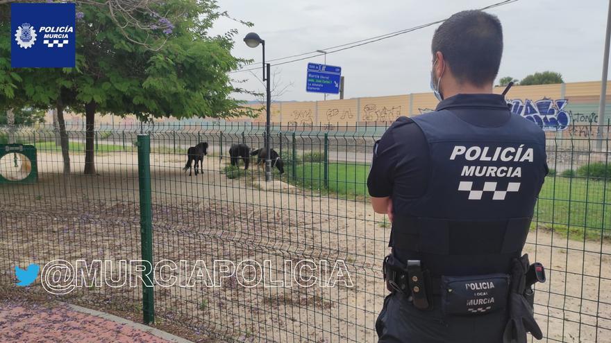 Multan al dueño de tres ponis que estaban sueltos en Joven Futura