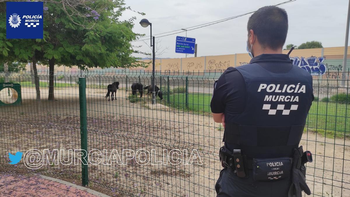 Tres ponis sueltos en Joven Futura