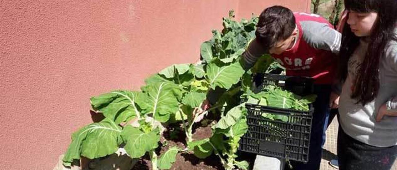 Verduras que alimentan y enseñan en Villayón