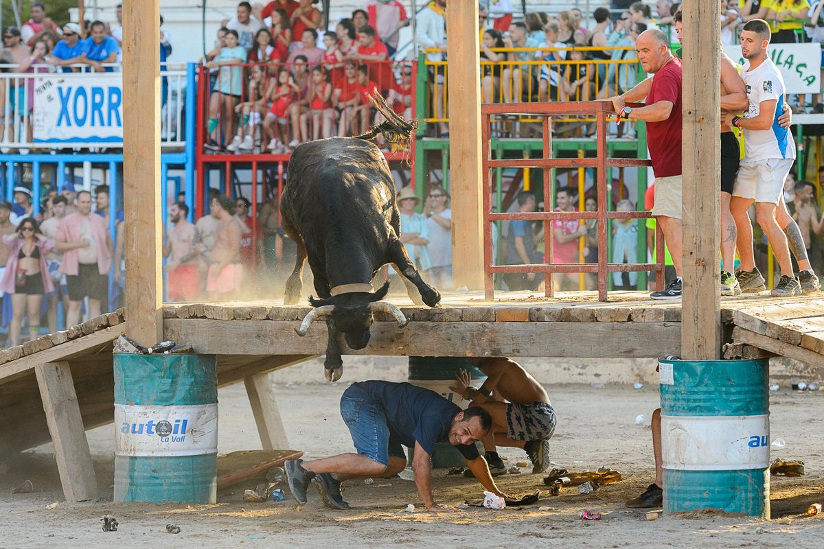 Una de las vacas de Benavent buscando debajo del obstáculo a uno de los 'rodaors'.