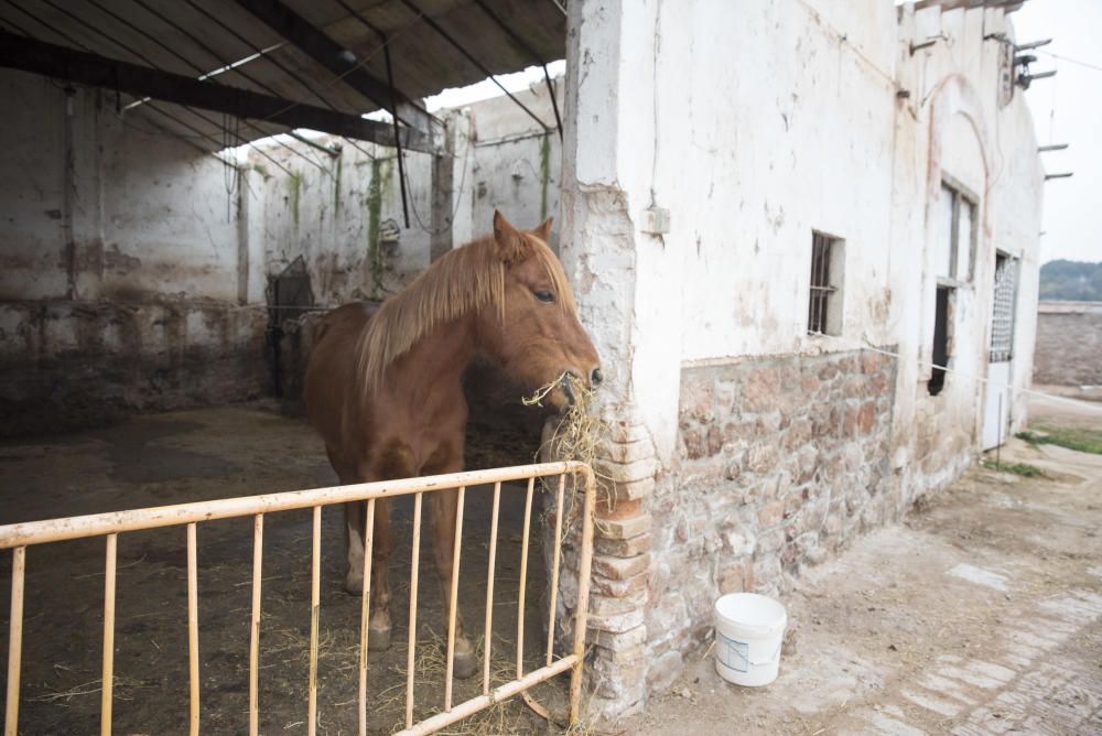 Cavalls i gossos a la torre Lluvià