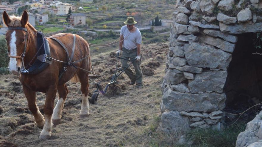 El llaurador Alfred Ferris treballant el sòl berguedà amb l&#039;euga Pandora.