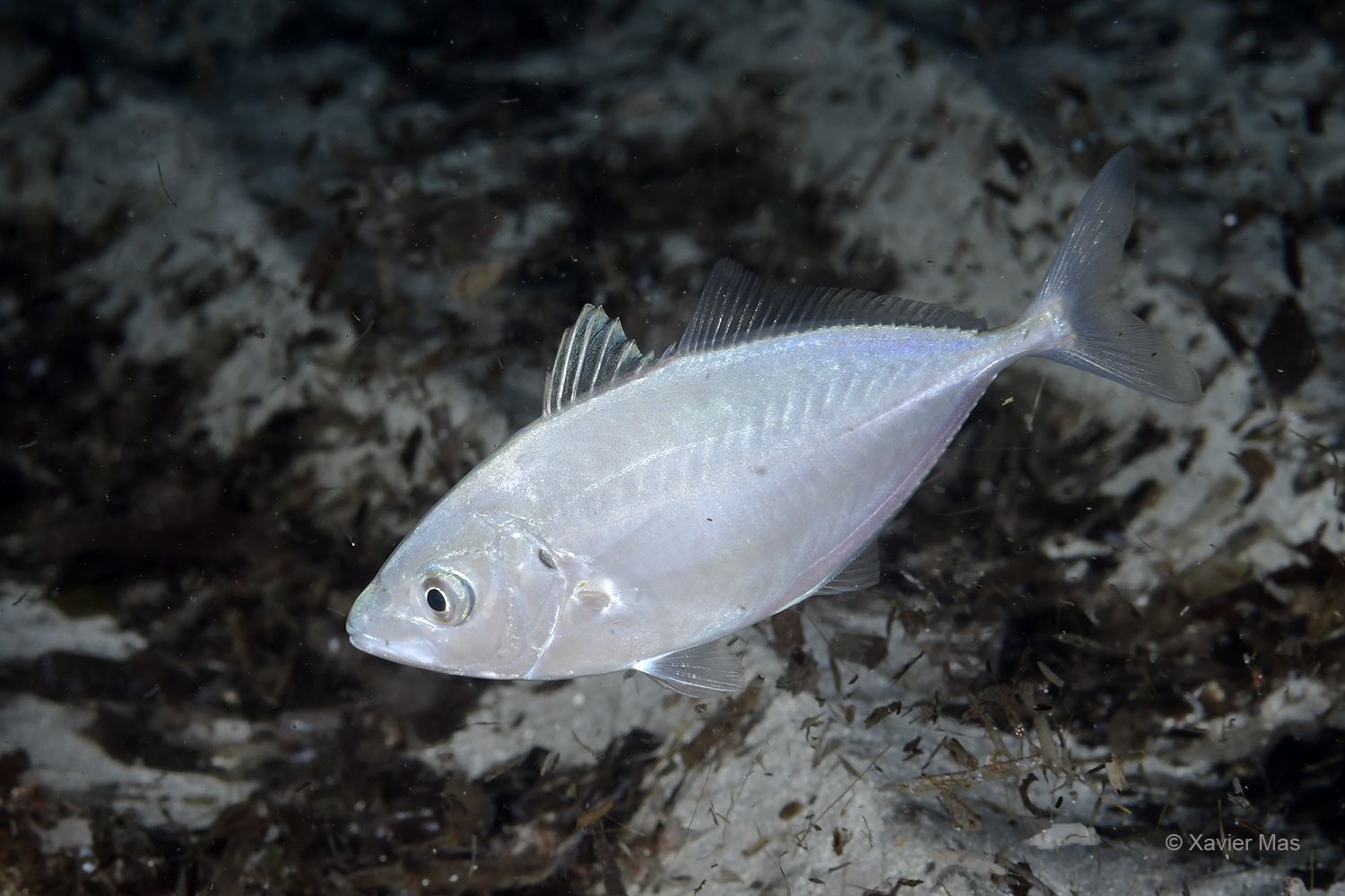 Sorella (Caranx crysos).